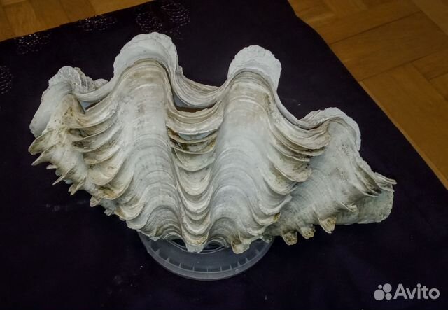 Морская раковина ракушка