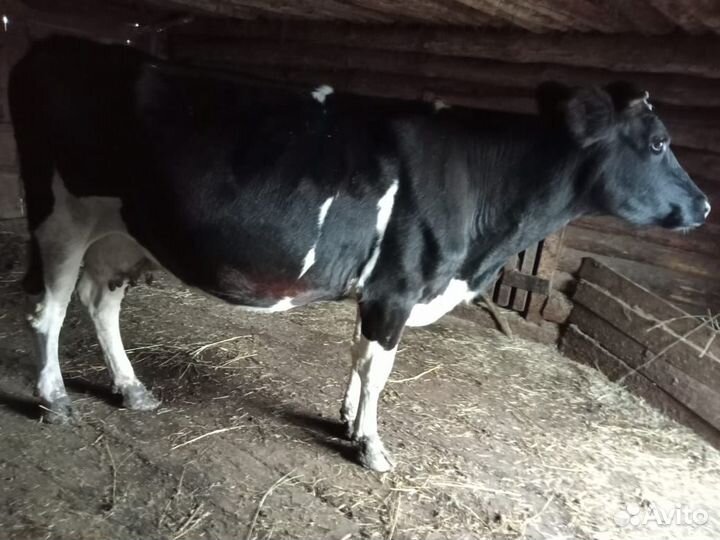 Продам стельную корову