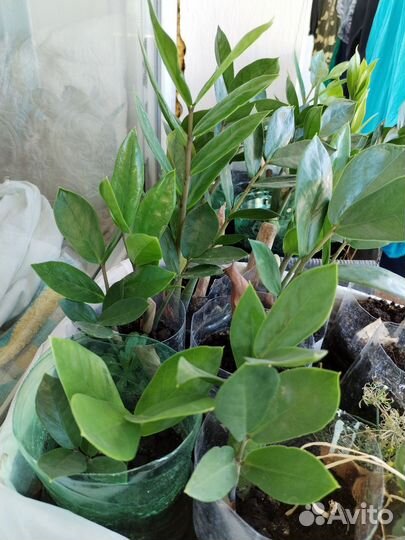 Замиокулькас