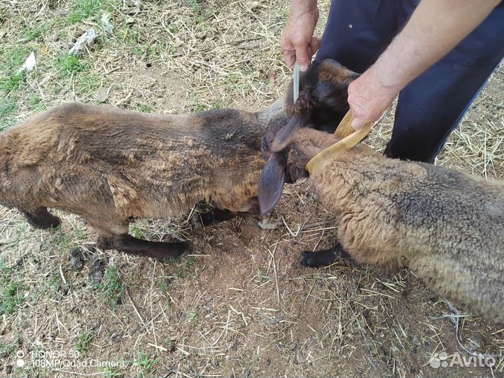 Овцы бараны