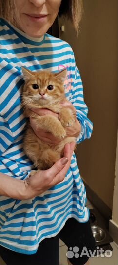 Котята в добрые руки бесплатно