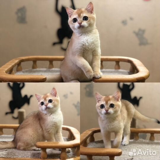 Плюшевые вислоушки и прямоушки.Реальные фото.Вязка