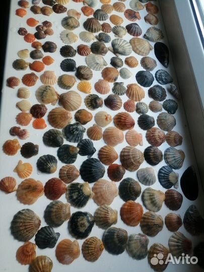 Морские ракушки