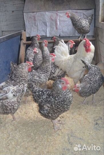 Инкубационное яйцо Пушкинской, Малин, Билефельдер