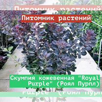 Саженцы Скумпия кожевенная Royal Purple (Роял Пур