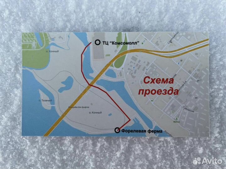 Форель живая