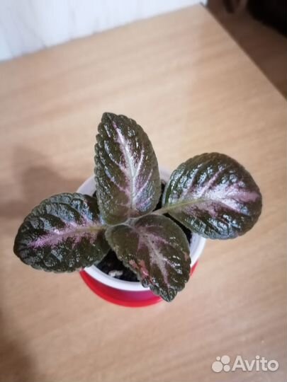 Эписции разные: Голубой Нил, Альсобия,Молочай