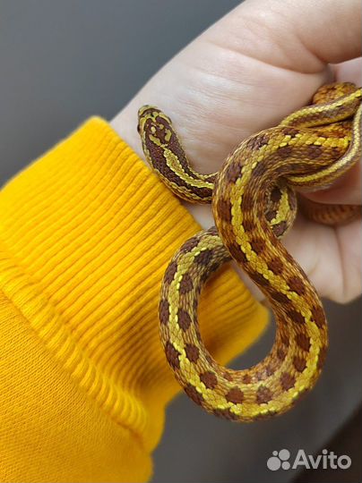 Узорчатый полоз