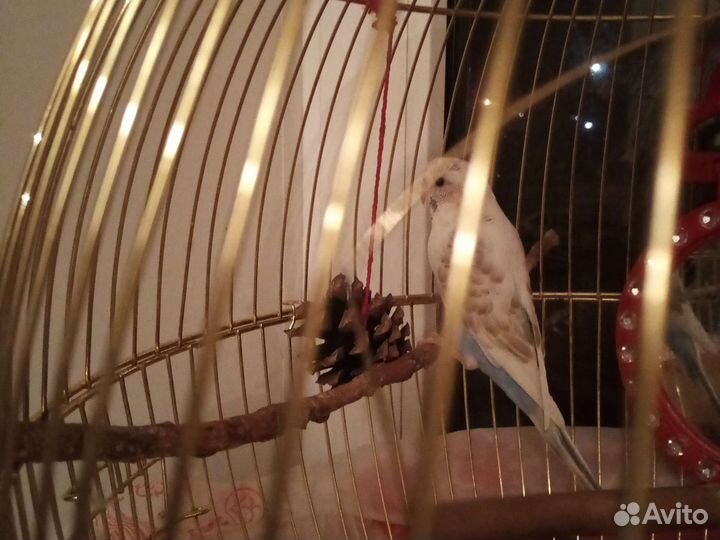 Волнистый попугай с клеткой