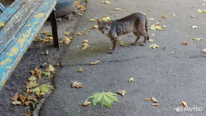 Кот и голодная усталость
