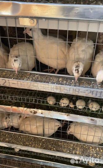 Перепела несушки