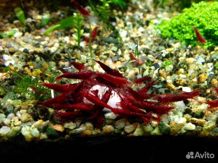 Креветки аквариумные ярко-красные, синие, зелёные