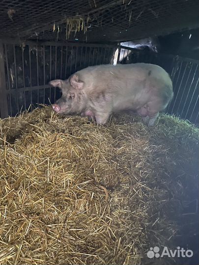 Хряк на племя