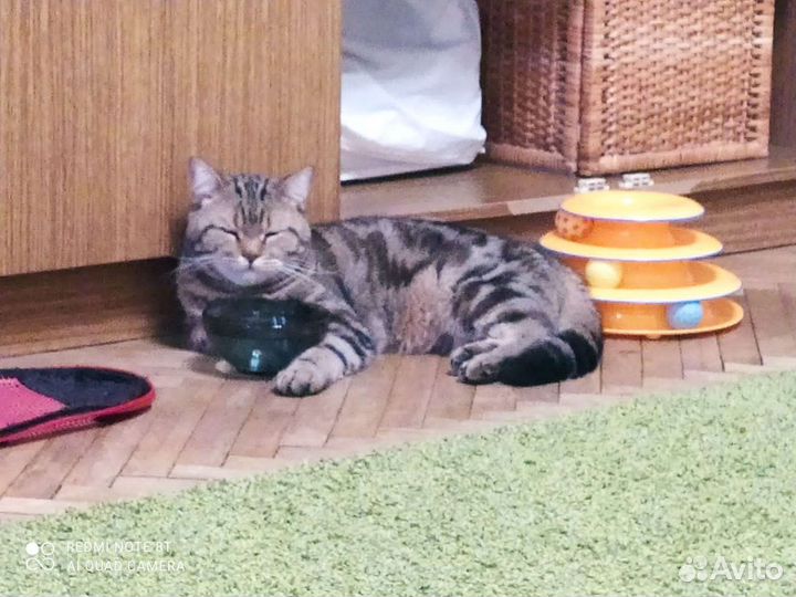 Передержка котов, котоняня