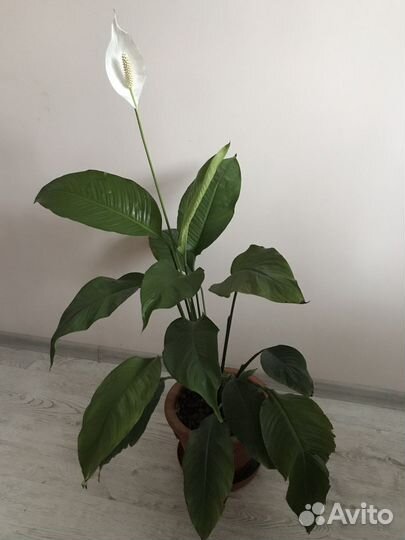 Спатифиллум