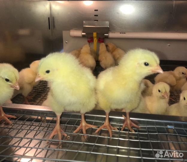 Индюшата бройлерные