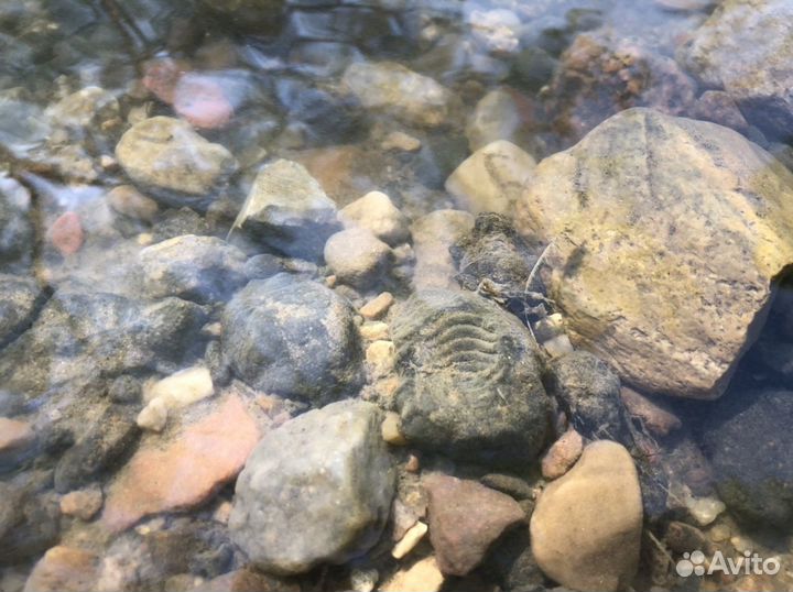 Экскурсия к месту залегания окаменелостей