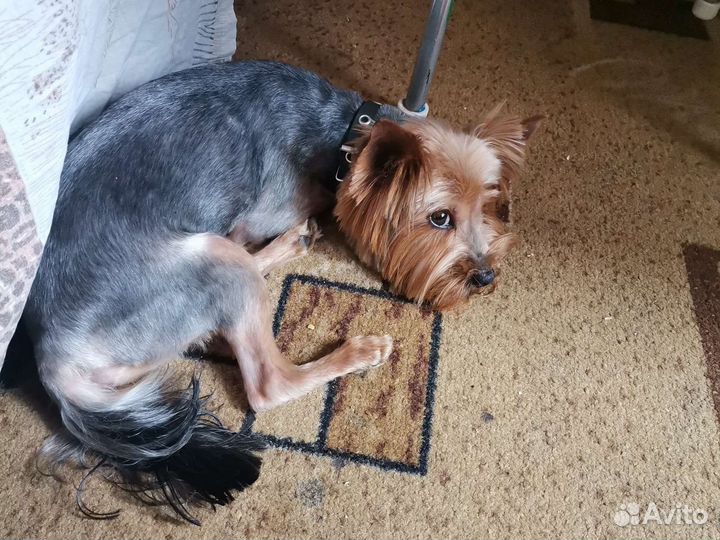 Йоркширский терьер