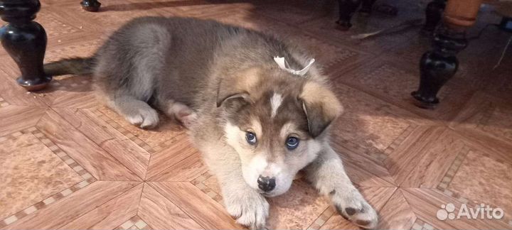 Милые щенки ищут дом