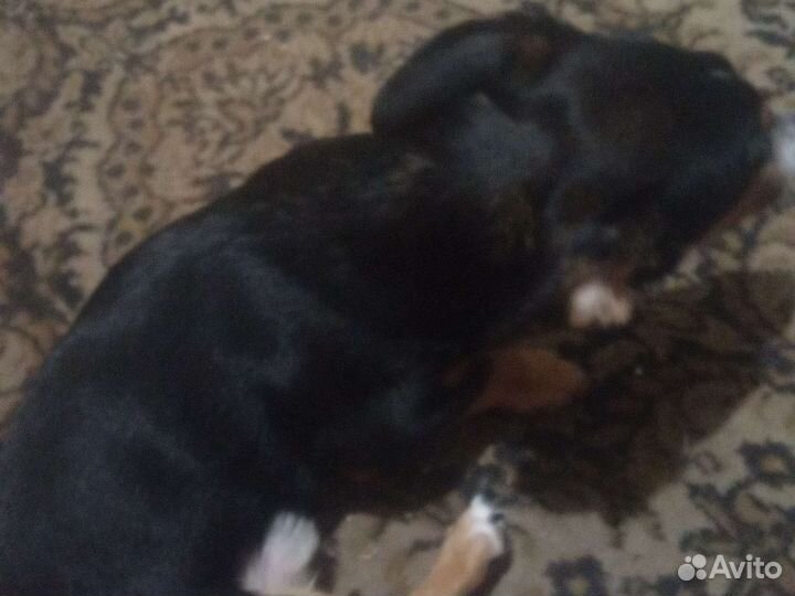 Собака такса пол года джокер