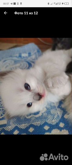 Невская маскарадная кошечка
