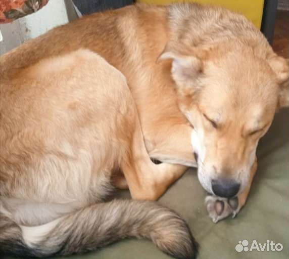 Собака в добрые руки