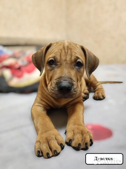 Щенки питбуля