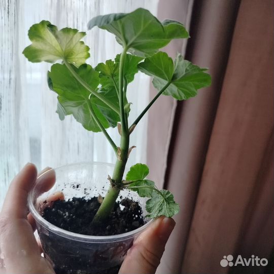 Пеларгония герань красная розебудная