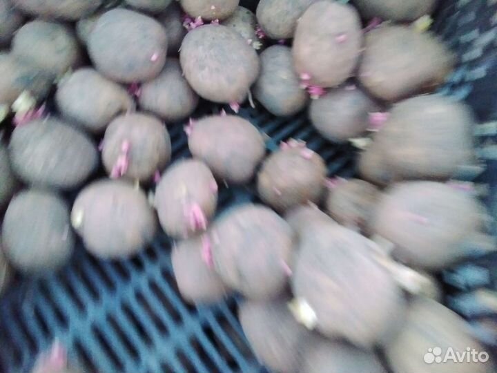 Семенной картофель гала