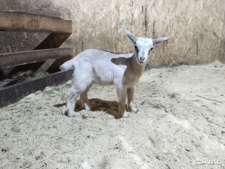 Козлята