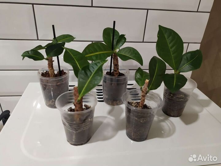 Кротон Петра