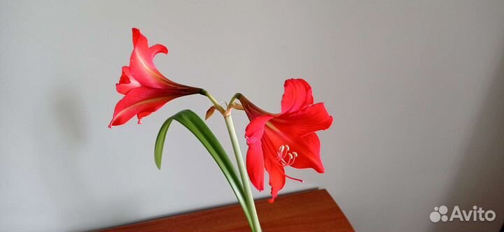 Гиппиаструм