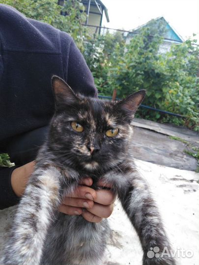 Кошечка ищет дом