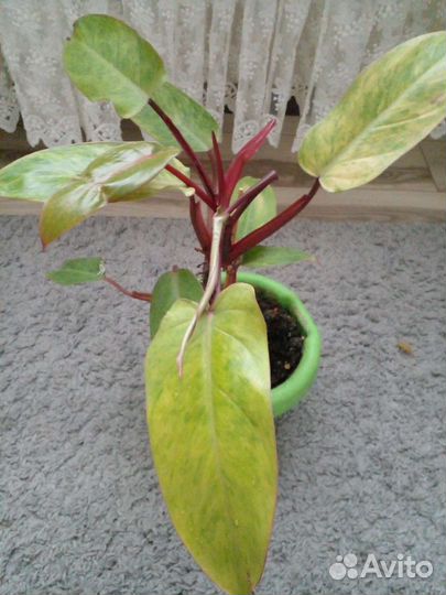 Филодендрон Медуза