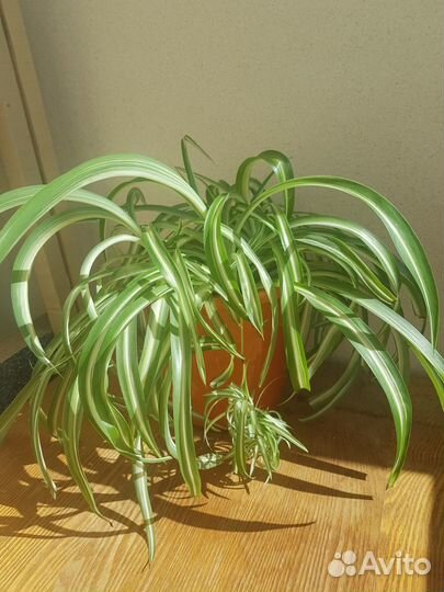 Хлорофитум хохлатый