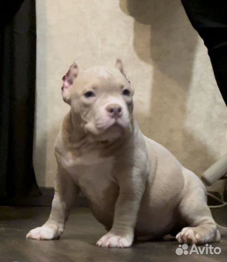 Американские булли, лиловые мальчики, покет