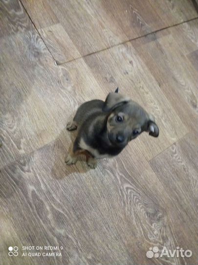 Той-терьер щенки