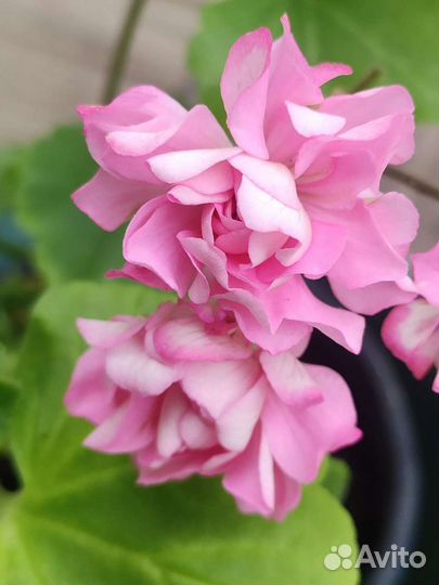 Сортовые герани, мини, карлики