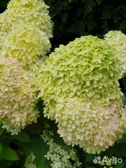 Гортензия метельчатая 