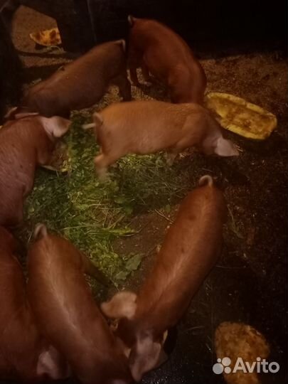 Поросенок Дюрок