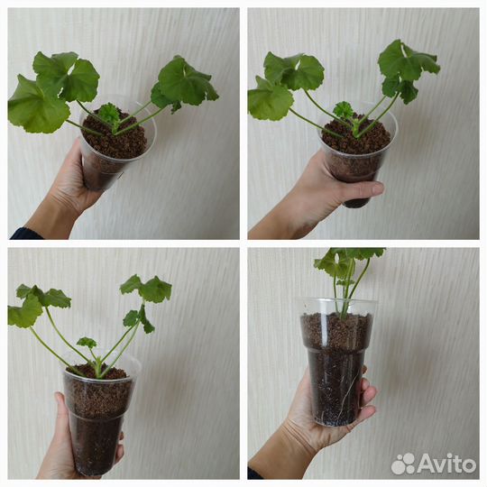 Пеларгония герань сортовая