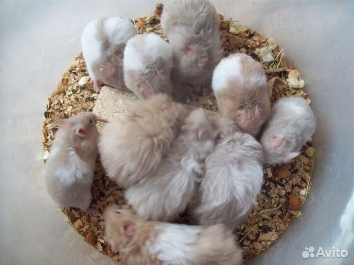 Редких окрасов Ручные хомячки сирийские разные