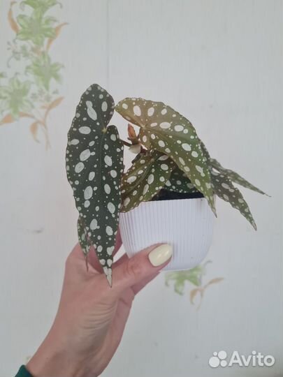 Бегония макулата