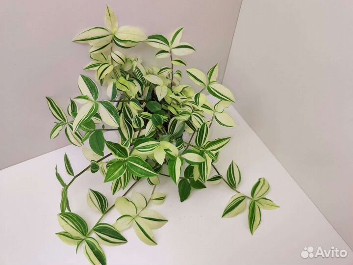 Традисканции разные