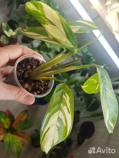 Ктенанта (калатея) лубберса