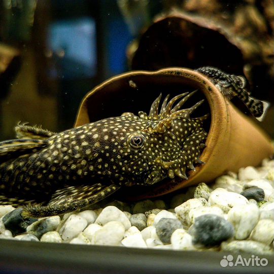 Аквариумные рыбки сомики анциструсы