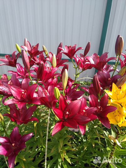 Лилии луковицы