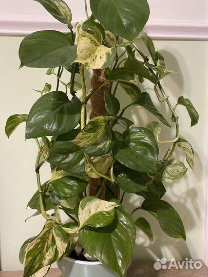 Сциндапсус хеппи лиф