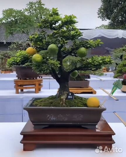 Чинотто цитрус