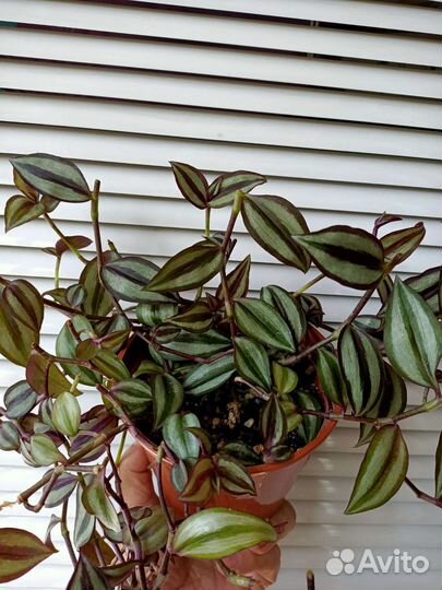 Традесканция зебрина